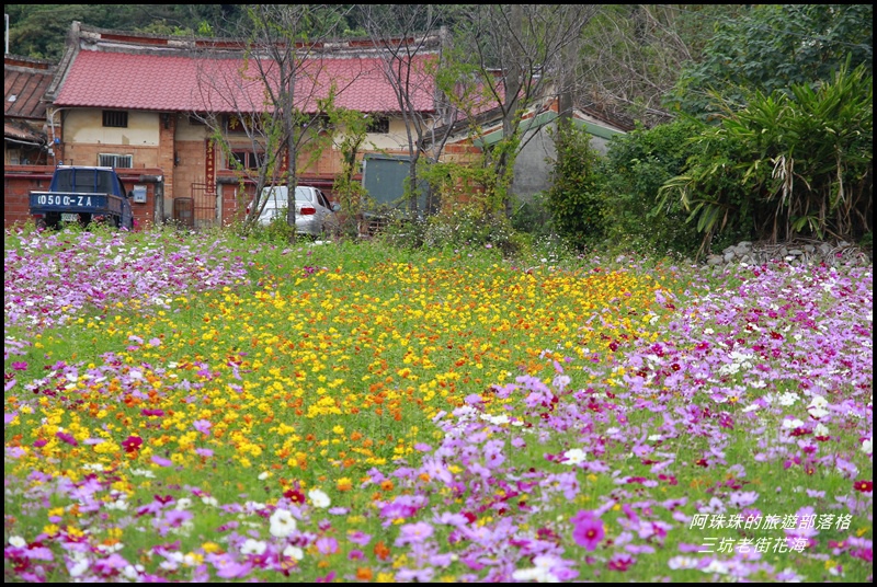 三坑老街花海9.JPG