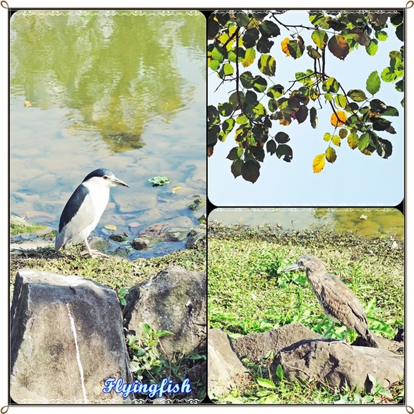 豐盛食堂:✜ 樸實復古、有點小貴滴精緻台菜-「豐盛食堂」