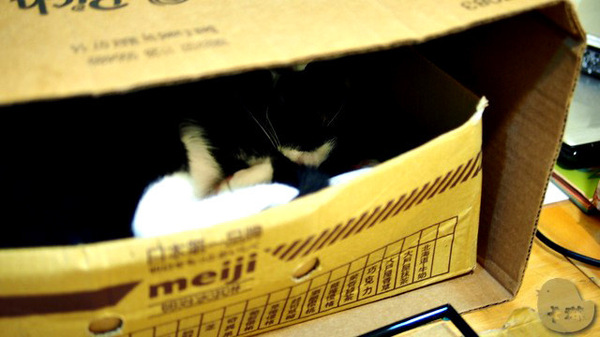 這裡有貓 caf'e:【食記】台中。《這裡有貓 caf'e》超可愛貓拉花!