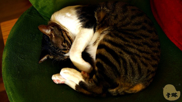 這裡有貓 caf'e:【食記】台中。《這裡有貓 caf'e》超可愛貓拉花!