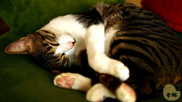 這裡有貓 caf'e:【食記】台中。《這裡有貓 caf'e》超可愛貓拉花!