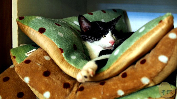 這裡有貓 caf'e:【食記】台中。《這裡有貓 caf'e》超可愛貓拉花!