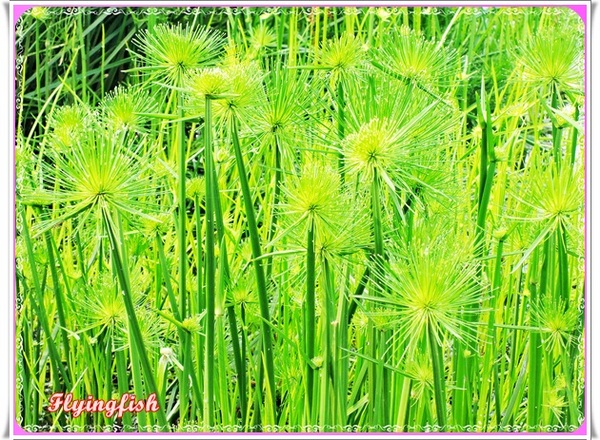 幸福方舟民宿:✜ 環境清幽、讓人忘卻塵世喧囂滴優質民宿-宜蘭「幸福方舟民宿」 (* ̄︶ ̄*)