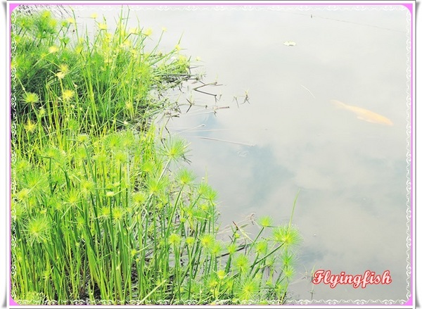 幸福方舟民宿:✜ 環境清幽、讓人忘卻塵世喧囂滴優質民宿-宜蘭「幸福方舟民宿」 (* ̄︶ ̄*)