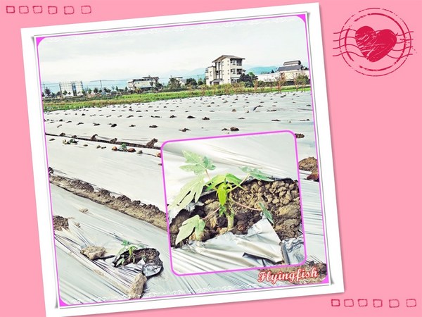 幸福方舟民宿:✜ 環境清幽、讓人忘卻塵世喧囂滴優質民宿-宜蘭「幸福方舟民宿」 (* ̄︶ ̄*)