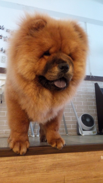 Mivila米米拉義式餐廳:口碑20_Mivila米米拉義式餐廳=寵物餐廳~可以帶毛小孩來的店~裡頭也有一隻無敵可愛的店狗~完全帶走我的心