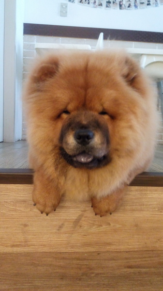 Mivila米米拉義式餐廳:口碑20_Mivila米米拉義式餐廳=寵物餐廳~可以帶毛小孩來的店~裡頭也有一隻無敵可愛的店狗~完全帶走我的心