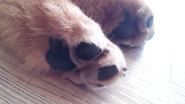 Mivila米米拉義式餐廳:口碑20_Mivila米米拉義式餐廳=寵物餐廳~可以帶毛小孩來的店~裡頭也有一隻無敵可愛的店狗~完全帶走我的心