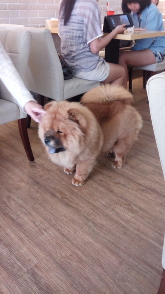 Mivila米米拉義式餐廳:口碑20_Mivila米米拉義式餐廳=寵物餐廳~可以帶毛小孩來的店~裡頭也有一隻無敵可愛的店狗~完全帶走我的心