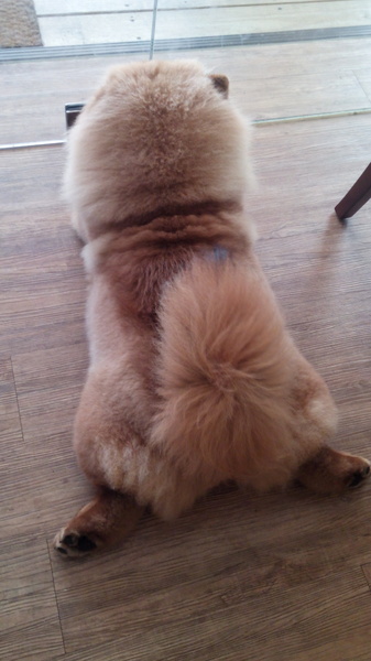 Mivila米米拉義式餐廳:口碑20_Mivila米米拉義式餐廳=寵物餐廳~可以帶毛小孩來的店~裡頭也有一隻無敵可愛的店狗~完全帶走我的心