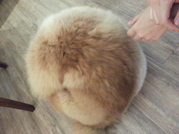 Mivila米米拉義式餐廳：【口碑卷20】歡迎光臨。寵物餐廳。Mivila米米拉義式餐廳