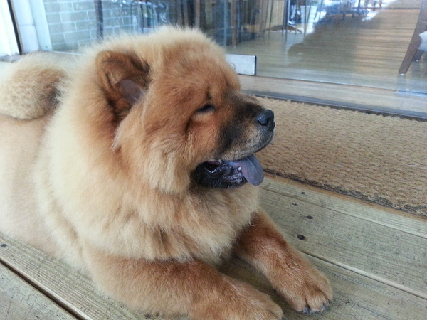 Mivila米米拉義式餐廳：【口碑卷20】歡迎光臨。寵物餐廳。Mivila米米拉義式餐廳