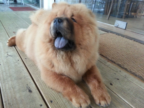 Mivila米米拉義式餐廳：【口碑卷20】歡迎光臨。寵物餐廳。Mivila米米拉義式餐廳