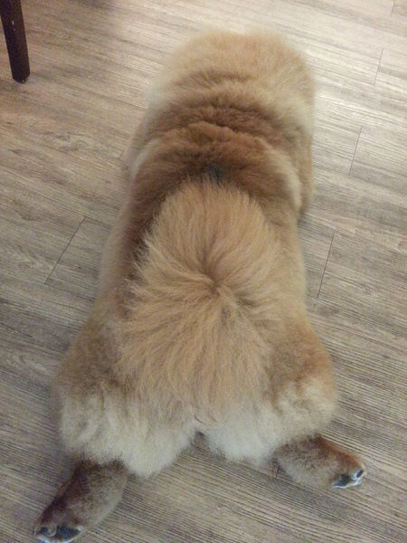 Mivila米米拉義式餐廳：【口碑卷20】歡迎光臨。寵物餐廳。Mivila米米拉義式餐廳