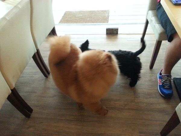 Mivila米米拉義式餐廳:跟著毛小孩來一起用餐。歡樂氣氛。當我們同在一起~~~