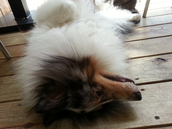 Mivila米米拉義式餐廳:跟著毛小孩來一起用餐。歡樂氣氛。當我們同在一起~~~