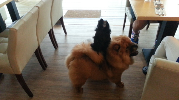 Mivila米米拉義式餐廳:跟著毛小孩來一起用餐。歡樂氣氛。當我們同在一起~~~