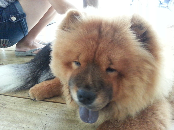 Mivila米米拉義式餐廳:跟著毛小孩來一起用餐。歡樂氣氛。當我們同在一起~~~