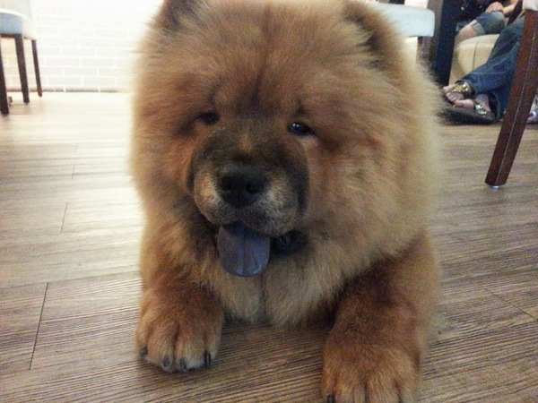 Mivila米米拉義式餐廳：【口碑卷20】歡迎光臨。寵物餐廳。Mivila米米拉義式餐廳