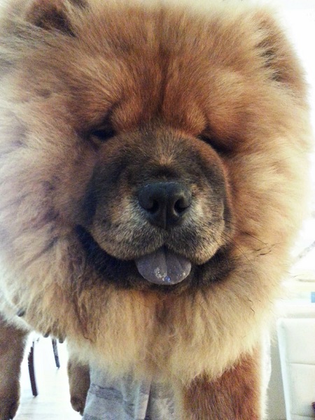 Mivila米米拉義式餐廳：【口碑卷20】歡迎光臨。寵物餐廳。Mivila米米拉義式餐廳