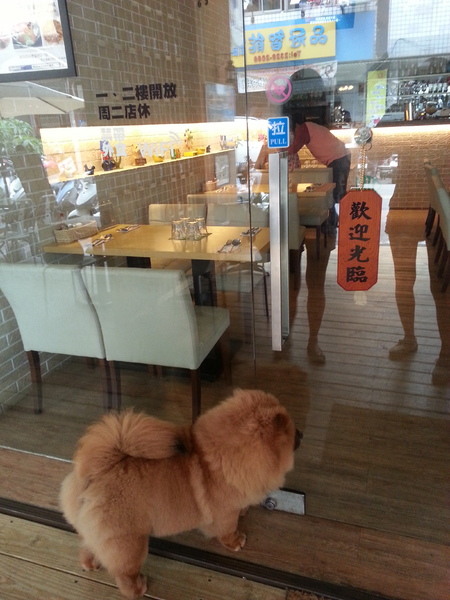 Mivila米米拉義式餐廳：【口碑卷20】歡迎光臨。寵物餐廳。Mivila米米拉義式餐廳