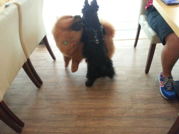 Mivila米米拉義式餐廳:跟著毛小孩來一起用餐。歡樂氣氛。當我們同在一起~~~