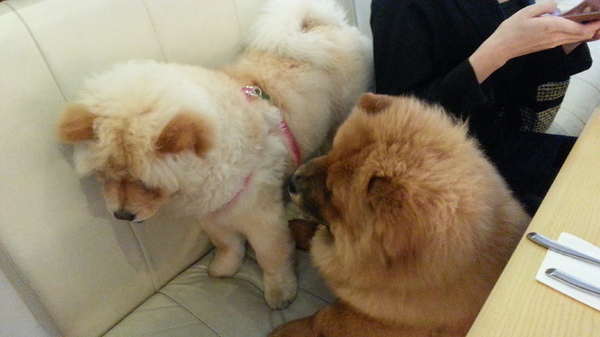 Mivila米米拉義式餐廳:跟著毛小孩來一起用餐。歡樂氣氛。當我們同在一起~~~