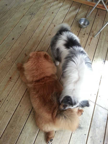 Mivila米米拉義式餐廳:跟著毛小孩來一起用餐。歡樂氣氛。當我們同在一起~~~