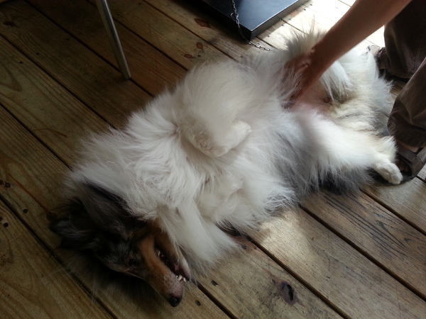 Mivila米米拉義式餐廳:跟著毛小孩來一起用餐。歡樂氣氛。當我們同在一起~~~