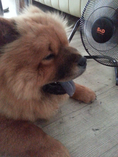 Mivila米米拉義式餐廳:跟著毛小孩來一起用餐。歡樂氣氛。當我們同在一起~~~