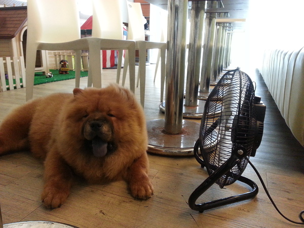 Mivila米米拉義式餐廳:跟著毛小孩來一起用餐。歡樂氣氛。當我們同在一起~~~