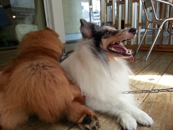 Mivila米米拉義式餐廳:跟著毛小孩來一起用餐。歡樂氣氛。當我們同在一起~~~