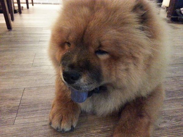 Mivila米米拉義式餐廳：【口碑卷20】歡迎光臨。寵物餐廳。Mivila米米拉義式餐廳