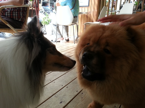 Mivila米米拉義式餐廳:跟著毛小孩來一起用餐。歡樂氣氛。當我們同在一起~~~