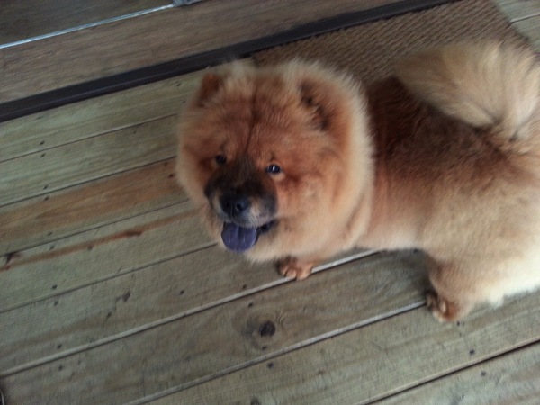 Mivila米米拉義式餐廳：【口碑卷20】歡迎光臨。寵物餐廳。Mivila米米拉義式餐廳