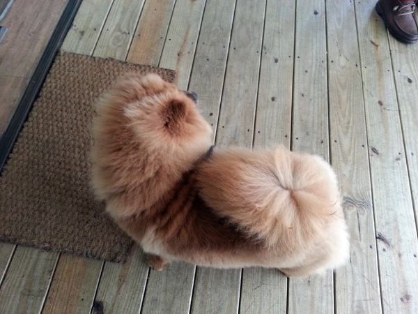 Mivila米米拉義式餐廳：【口碑卷20】歡迎光臨。寵物餐廳。Mivila米米拉義式餐廳