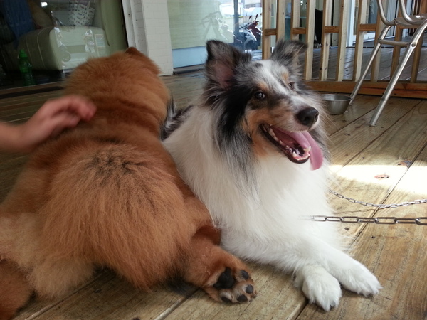 Mivila米米拉義式餐廳:跟著毛小孩來一起用餐。歡樂氣氛。當我們同在一起~~~