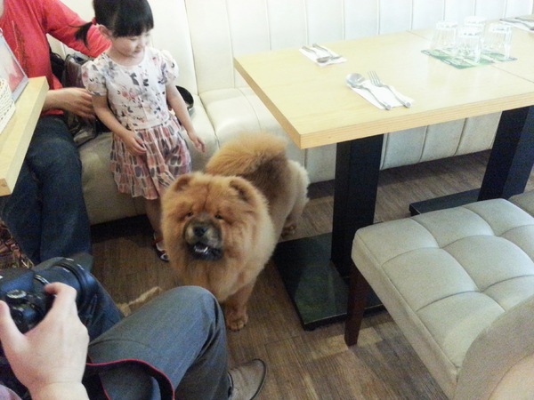 Mivila米米拉義式餐廳：【口碑卷20】歡迎光臨。寵物餐廳。Mivila米米拉義式餐廳