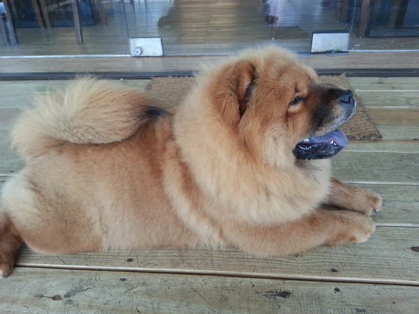 Mivila米米拉義式餐廳：【口碑卷20】歡迎光臨。寵物餐廳。Mivila米米拉義式餐廳