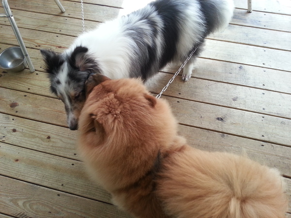 Mivila米米拉義式餐廳:跟著毛小孩來一起用餐。歡樂氣氛。當我們同在一起~~~