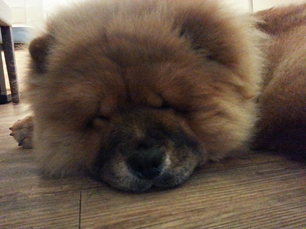 Mivila米米拉義式餐廳：【口碑卷20】歡迎光臨。寵物餐廳。Mivila米米拉義式餐廳