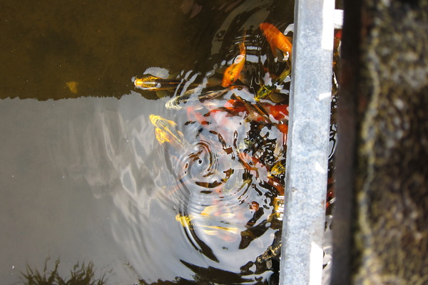 中興新村-塔巴斯加:【南投。中興新村】TAPAS+ 塔巴斯加烘焙餐坊(二店)