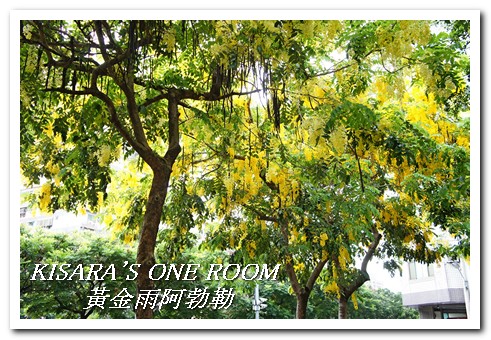 台中西區黃金雨‧阿勃勒：黄金雨隨風飄──台中阿勃勒賞花