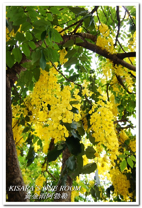 台中西區黃金雨‧阿勃勒：黄金雨隨風飄──台中阿勃勒賞花