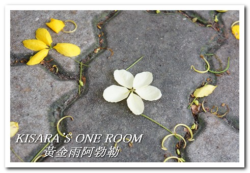 台中西區黃金雨‧阿勃勒：黄金雨隨風飄──台中阿勃勒賞花