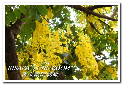 台中西區黃金雨‧阿勃勒：黄金雨隨風飄──台中阿勃勒賞花