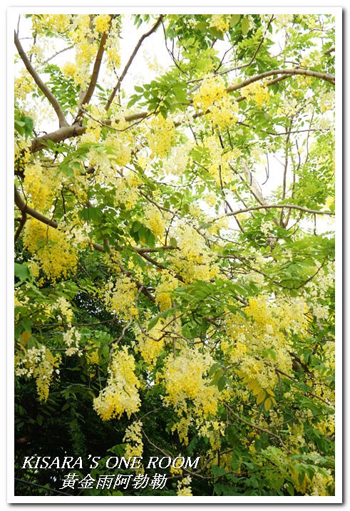 台中西區黃金雨‧阿勃勒：黄金雨隨風飄──台中阿勃勒賞花