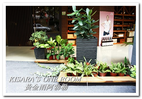 台中西區黃金雨‧阿勃勒：黄金雨隨風飄──台中阿勃勒賞花