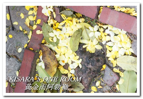 台中西區黃金雨‧阿勃勒：黄金雨隨風飄──台中阿勃勒賞花