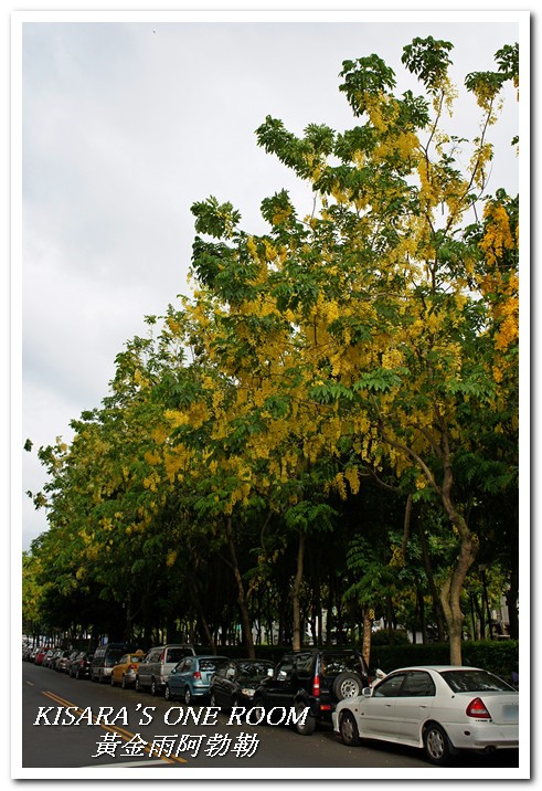 台中西區黃金雨‧阿勃勒：黄金雨隨風飄──台中阿勃勒賞花